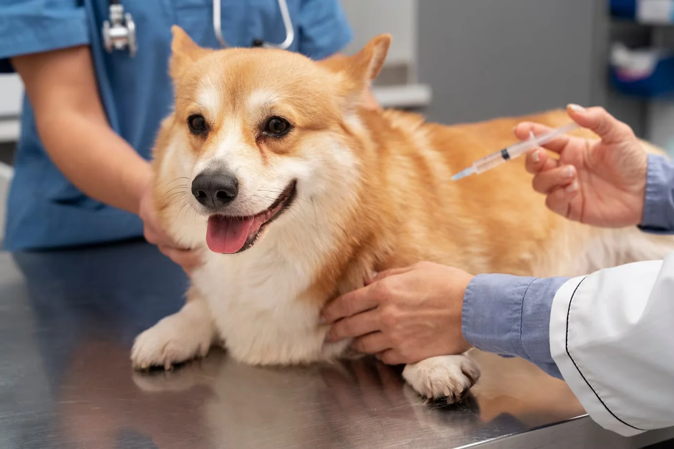 5 grunner til å vaksinere din dyrevenn